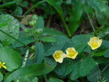 Close-up of yellow flowers growing on plant