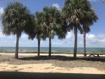 Palm trees on beach against sky