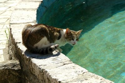 Portrait of cat sitting on retaining wall