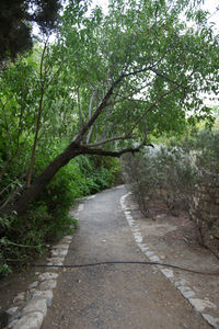 Empty road amidst trees in forest