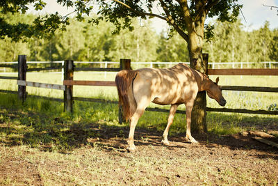 One beautiful horse on a meadow in summer. high quality photo