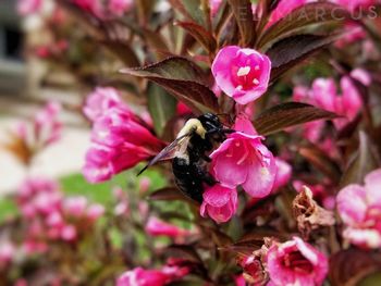 Close-up of insect on pink flowering plant