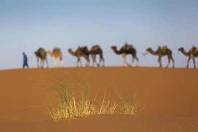 View of a desert