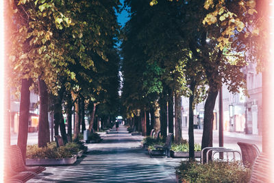 Narrow alley amidst trees and buildings in city