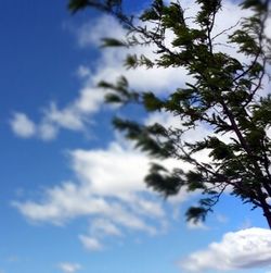 Low angle view of trees against blue sky
