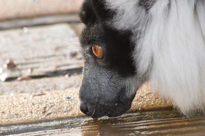 Close-up portrait of dog