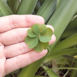 Close-up of hand holding plant