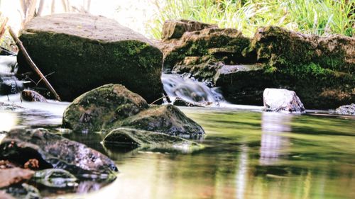 Close-up of turtle swimming in water