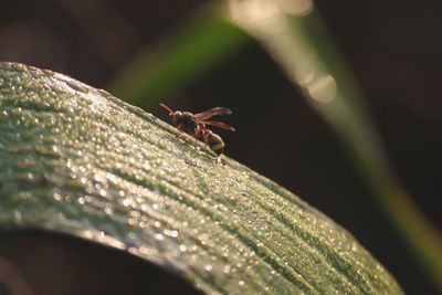 Close-up of insect on leaf