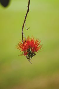 Close-up of red flowering plant