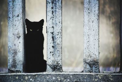 Portrait of black cat on window