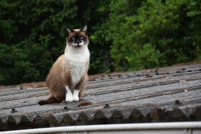 Cat sitting on wooden floor