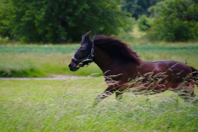 Close-up of a horse on field