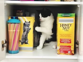 Cat on shelf