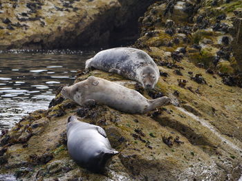 View of seals relaxing on coast