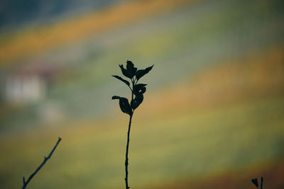 Close-up of red flowering plant