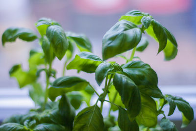Close-up of flowers against sky