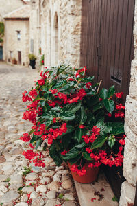 Red flowering plants in building