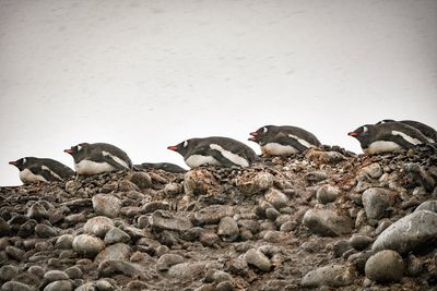 View of birds on rocks against sky