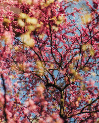 Low angle view of cherry blossom tree during autumn