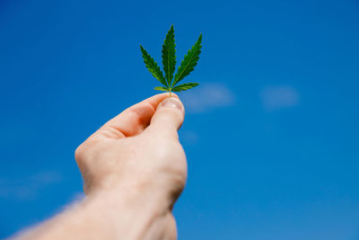 Close-up of hand holding leaves against blue sky