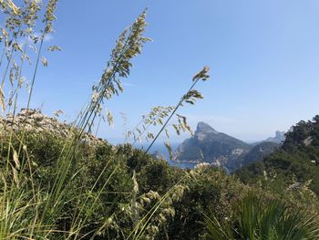 Plants growing on mountain against sky