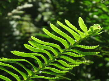 Close-up of fern leaves