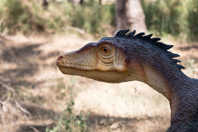 Close-up of a turtle on field