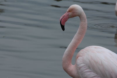 Close-up of bird in lake