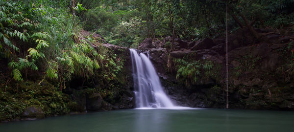 Scenic view of waterfall in forest