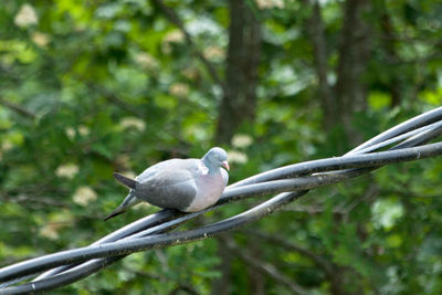 Close-up of bird perching on tree