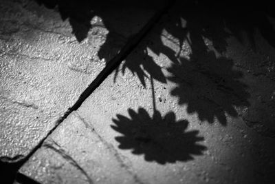 High angle view of plant shadow on wall