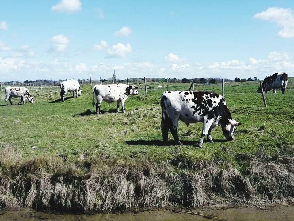 HORSES GRAZING ON GRASSY FIELD