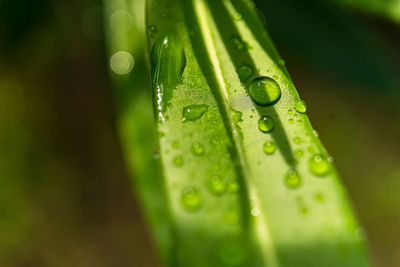 Close-up of raindrops on green leaves during rainy season