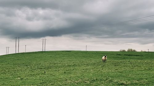 Sheep on grassy field