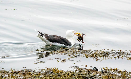 High angle view of birds on lake