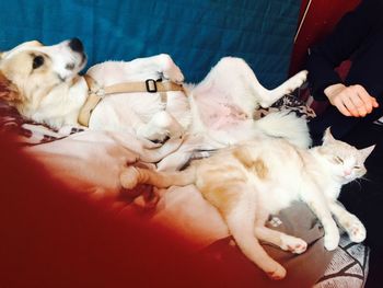 Close-up of dog sleeping