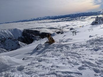 View of a dog on snow covered mountain