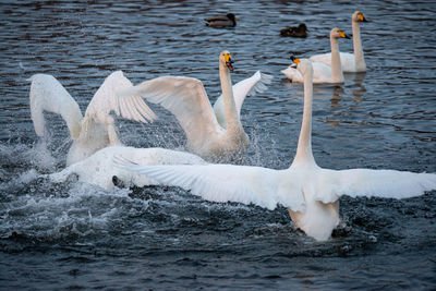 Whooper swans wintering on a lake in the altai territory