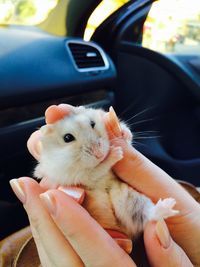 Close-up of hand holding cat in car