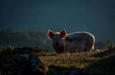 Pig standing on field during sunset