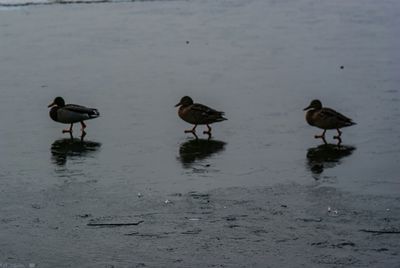 Ducks in lake