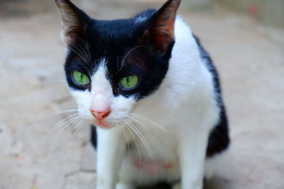 Close-up portrait of cat