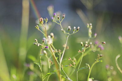 Close-up of flowering plant against blurred background