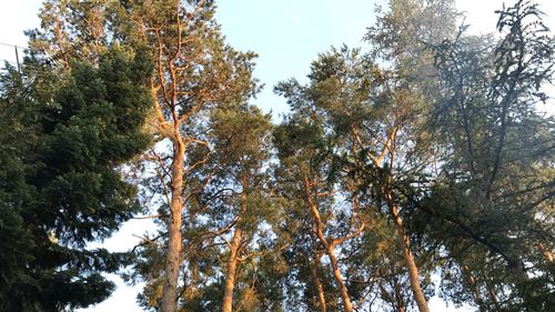 Low angle view of trees in forest against sky