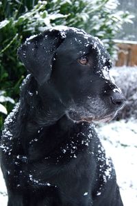 Close-up of black dog in snow