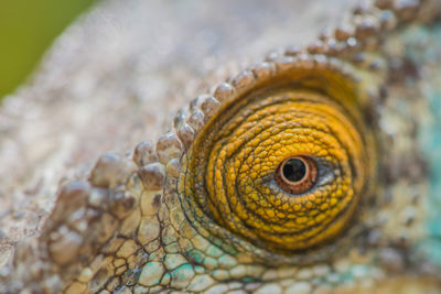 Close-up of lizard