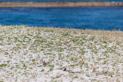 Close-up of pebbles on beach