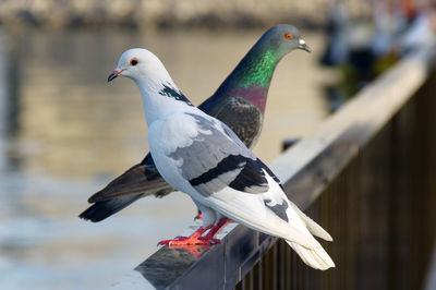 Close-up of seagull perching outdoors