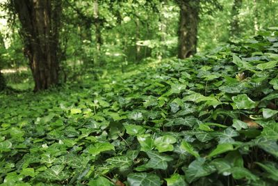 Trees in forest